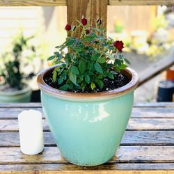 Live outdoor mini rose 🌹 bush plant in a ceramic planter pot—firm price