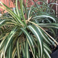 Planta De La Arana O Sinta O Mala Madre