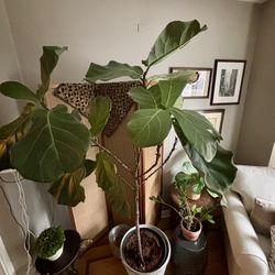 FIDDLE LEAF FIG