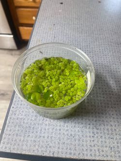 Live Duckweed Floating Aquarium Plant