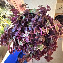 🌿🦋Calico Kitten  Variegata🐱🌿