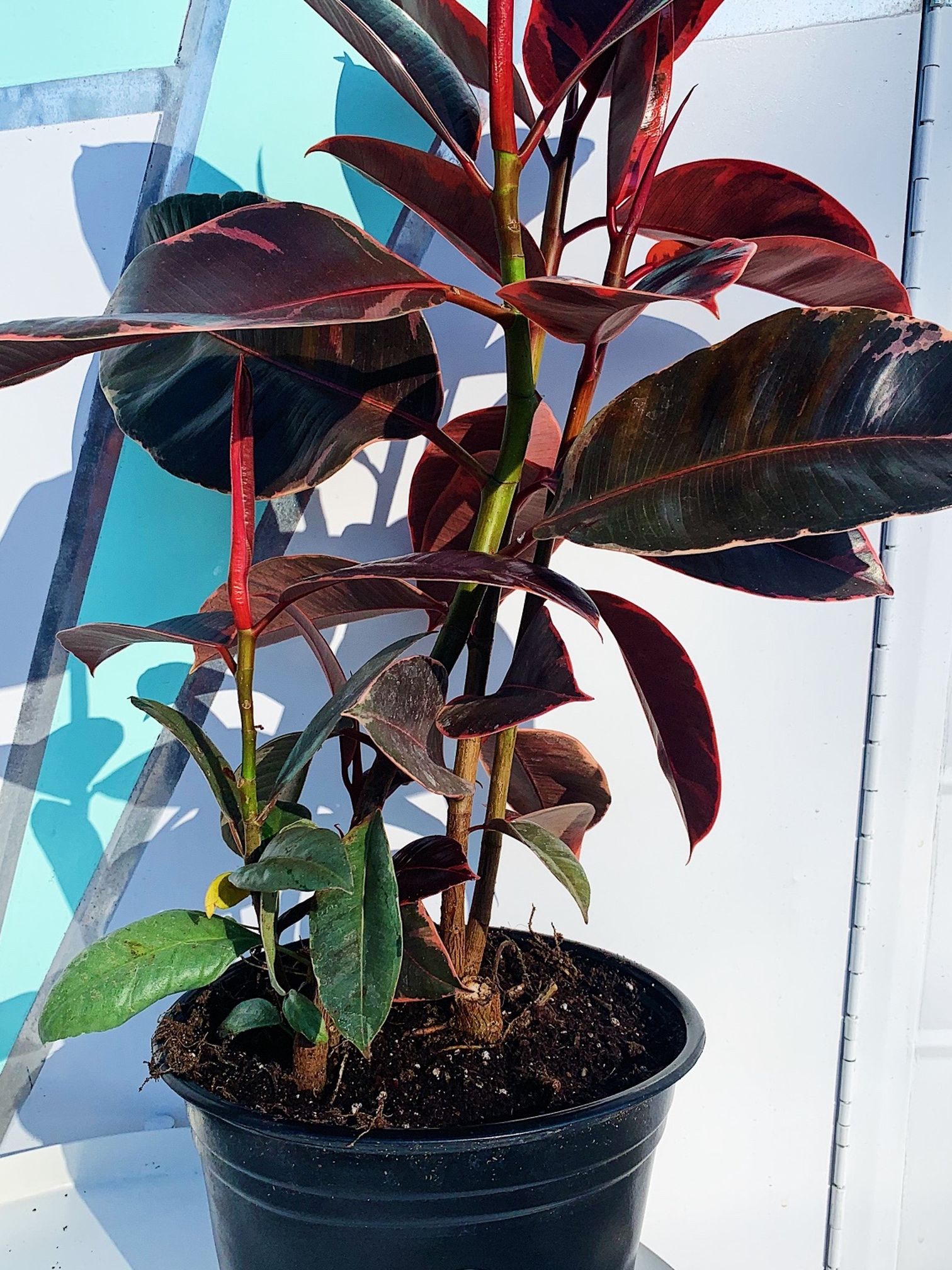 Ruby Red Ficus Tineke Plant