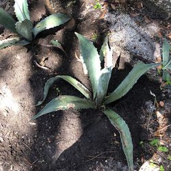 Medium large blue agave