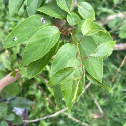Kiwi Plant 
