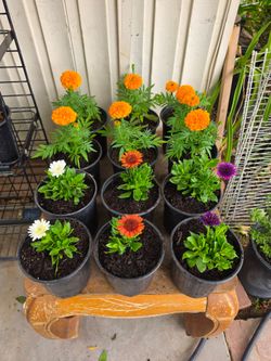 Cape marguerite and marigold plants
