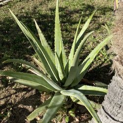 Savila Plant Medicinal Very Good Plant