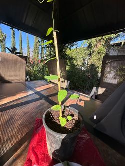 Bahama Blue Passion fruit Plant