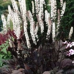 Perennial Gallon Plant Starter