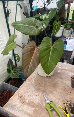 Summer Glory Philodendron