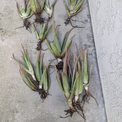 FREE - Aloe Vera pups