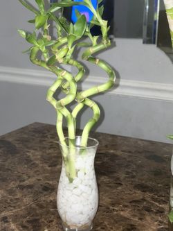 3 Curly Bamboo Stalks In Clear Vase With Rocks 