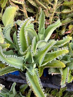 Kalanchoe o madre de milesy otras plantas