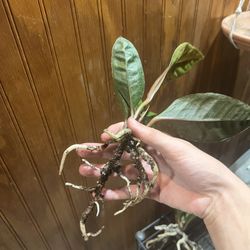 Anthurium Birds Nest Looking For Trades