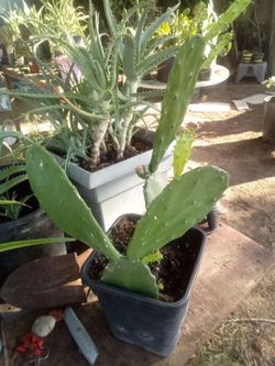 Large Blooming Prickly Pear Cactus in Pot – Rare Variety, Actively Flowering!