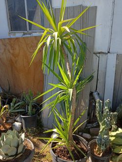 Yucca tree plants