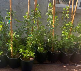 Pink Hibiscus 🌺 Double Flawer In 5G $30 Each Price Firm