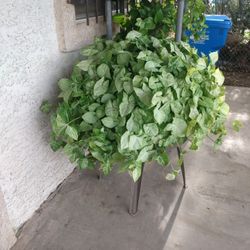  PUO. Huge  Healthy 🌿🌱 House Plant. Needs  Bigger Pot   It's  Heavy   Area 20St &. MONTE VISTA. RD PHX 