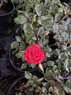 Rose bushes 15$ each