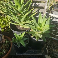 Cactus Plants.  With Pot $3 Each