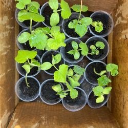 Cucumber Plant (planta de pepino)
