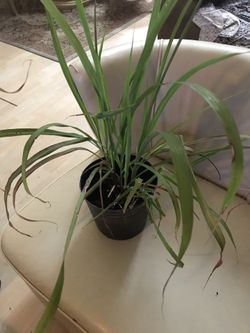 Lemon grass.