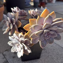Succulent Plants 6” Pot