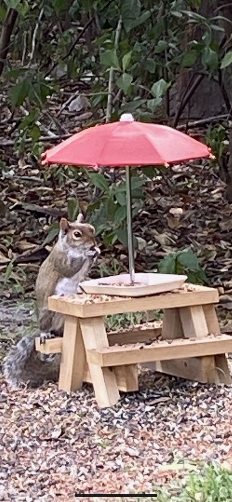Squirrel Picnic Table