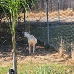 Goat Pens