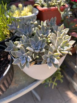 Succulent plant