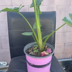 Peace Lily White 🤍
