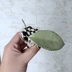 Hoya Wilbur Graves Silver- unrooted cutting