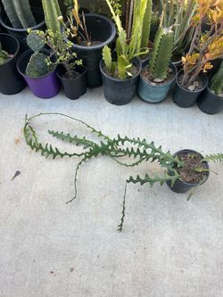 Bone cactus