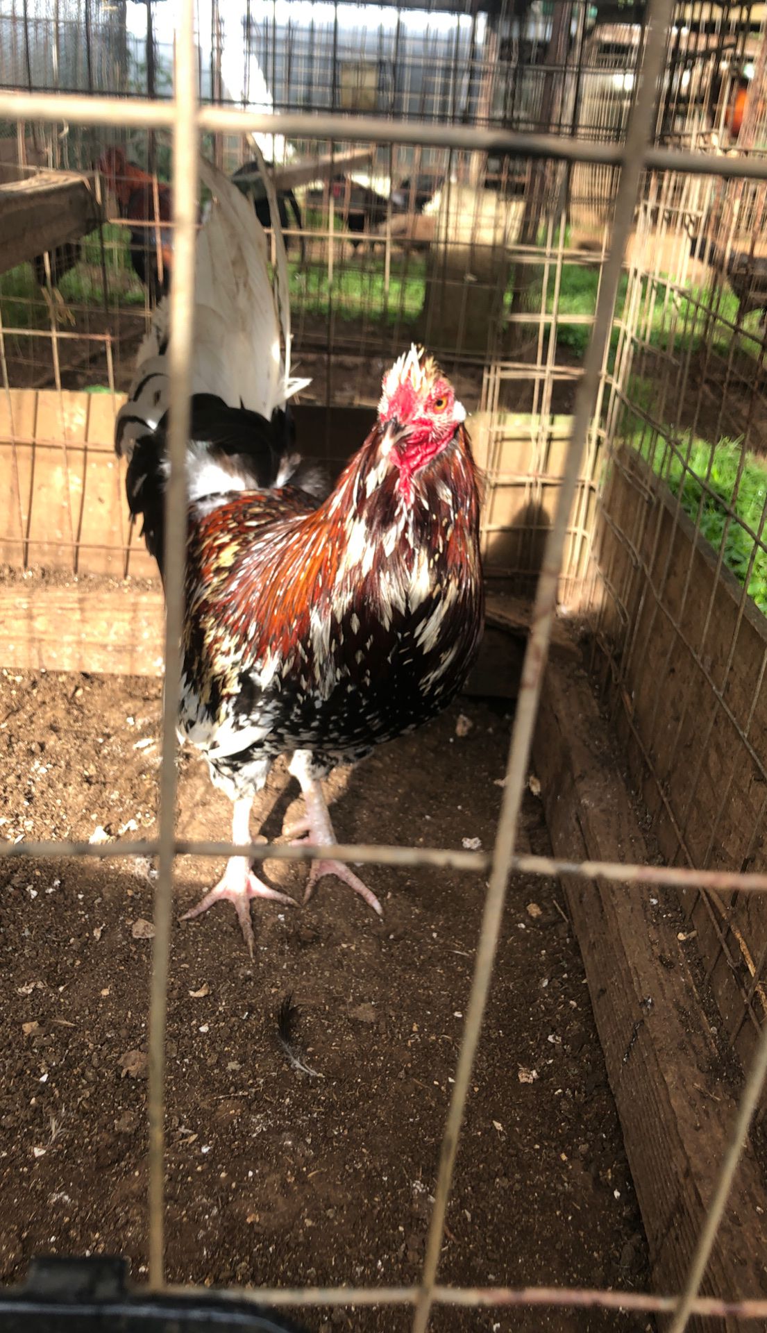 Rooster (for breeding purpose only)