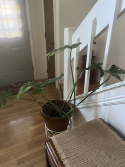 Monstera Plant