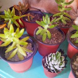 Plants Succulents 