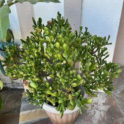 Big Beautiful Gollum Jade Bonsai Tree Pot♥️ Chậu Bonsai Sen Đá Ống Điếu ❤️ Cây giữ tài lộc💕