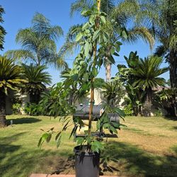 Hass Avocado Tree