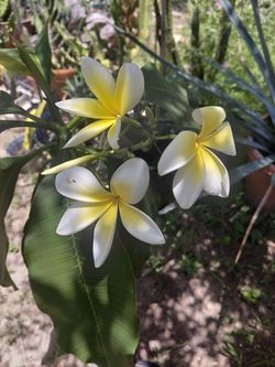 Plumeria Yellow white flowers