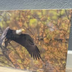 NEW Wildlife Canvas Prints – Eagle & Owl – Still Sealed