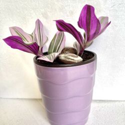 Tradescantia Nanouk Low-maintenance House Plant In 4.5"H Ceramic Pot.