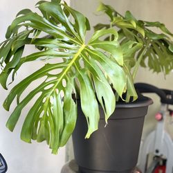 Tropical Plant Monstera 
