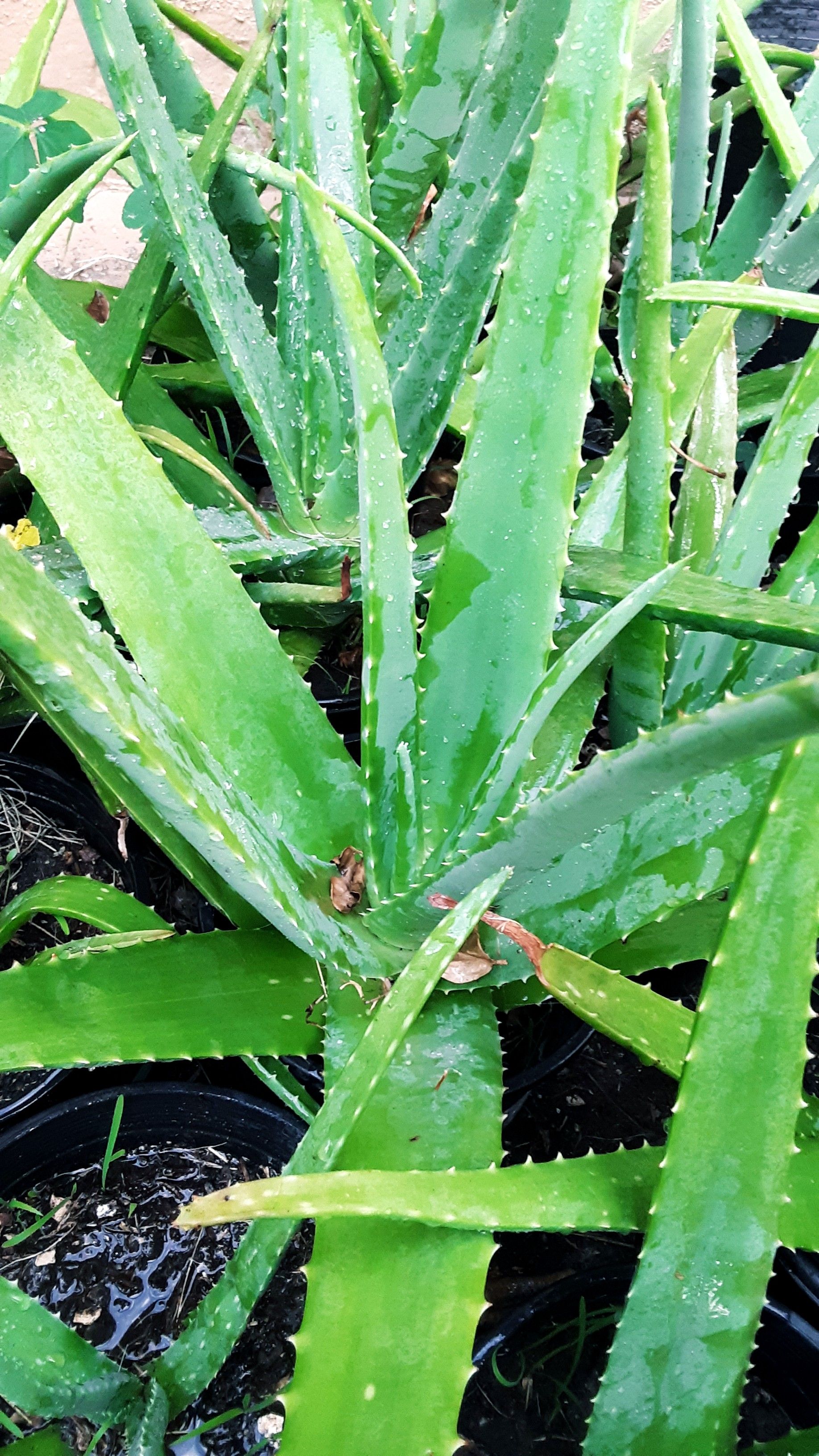 Organic Aloe Vera/sabila