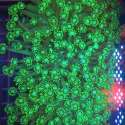 Flowerpot Goni Fake Coral Decorations Corals Marine Aquarium Fish Tank