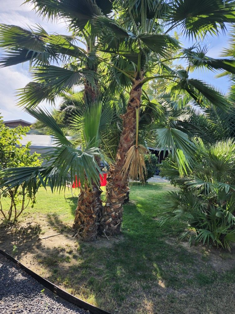 Mexican Fan Palm Tree 14' 10' 8' 6'