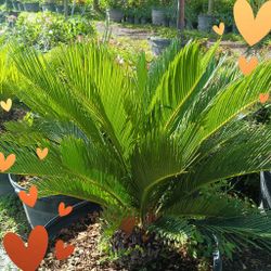 Beautiful Sago Palm 🌴$55 7gl
