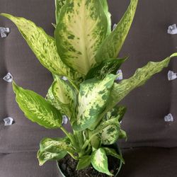 Diffenbachia Amy Plants