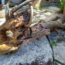 Natural Driftwood