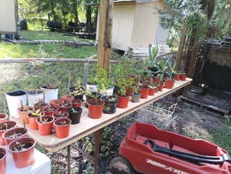Plants