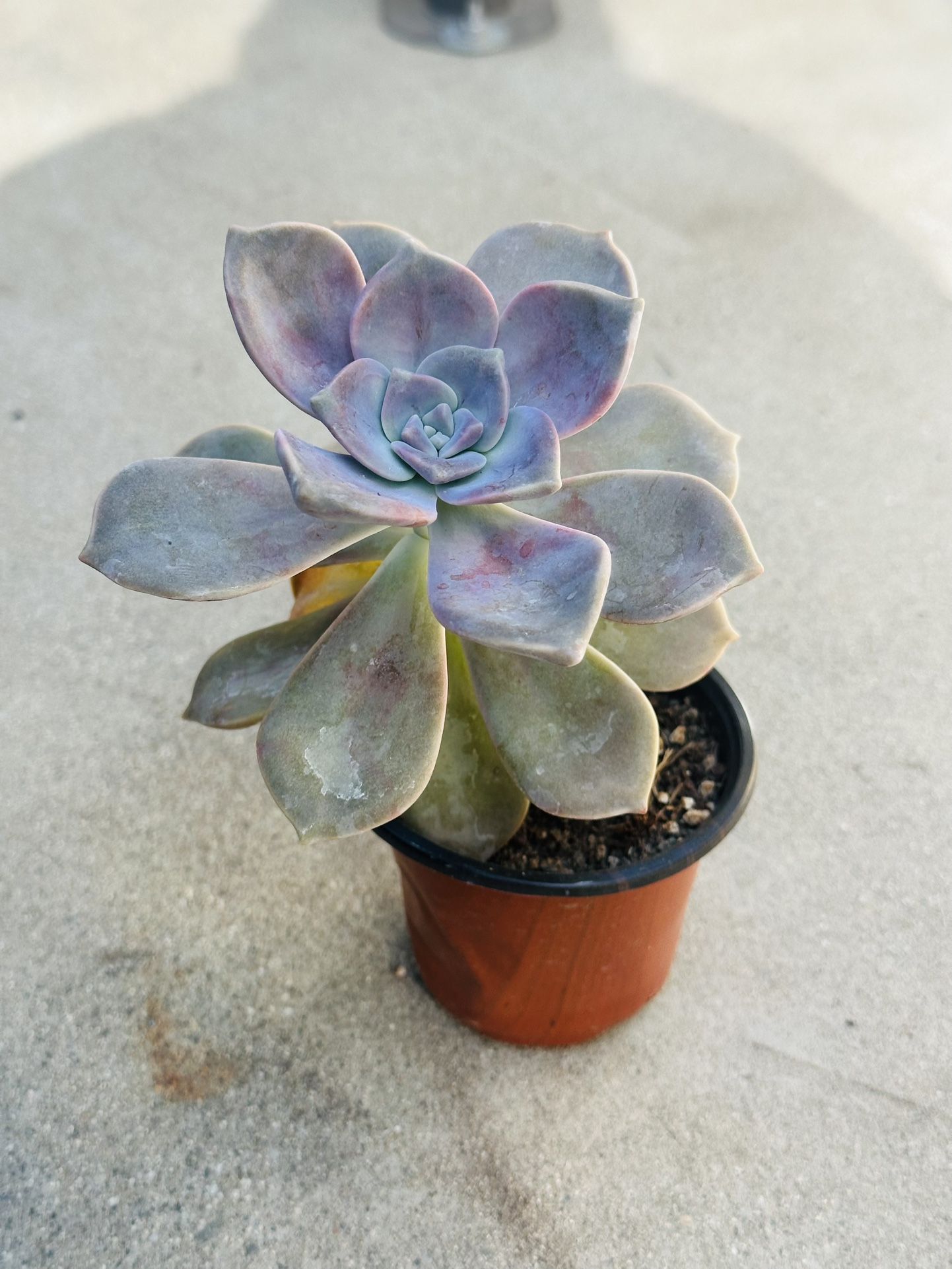 Succulents plants 🪴