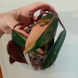 Strawberry Shake Philodendron Cuttings